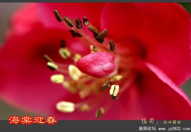 海棠迎春01.jpg