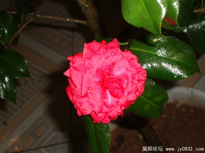 山茶花