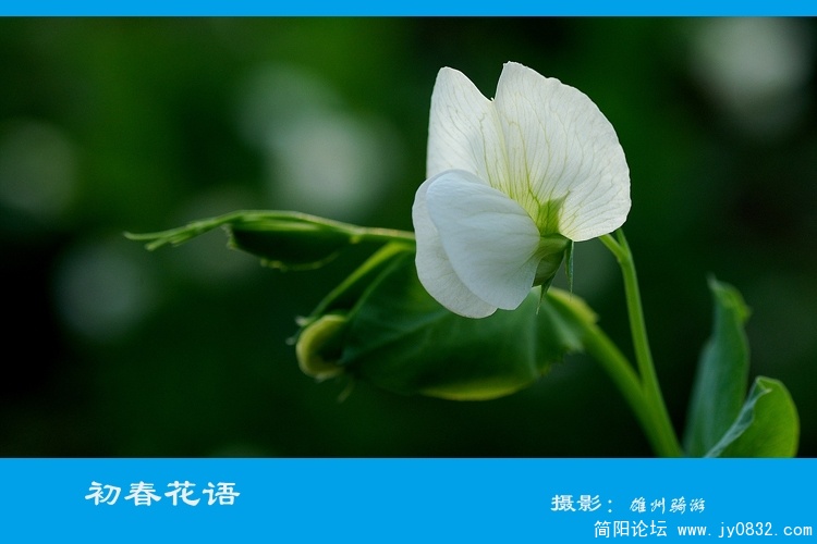 初春花语之二05.jpg