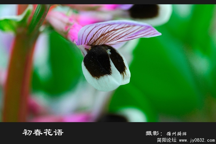初春花语之二02.jpg