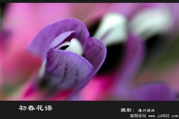 初春花语之二04.jpg