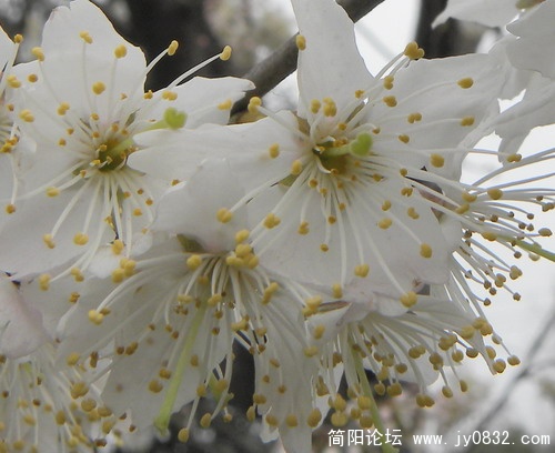 梨花5.jpg