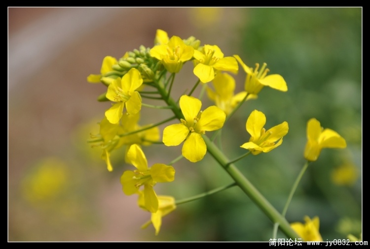 油菜花