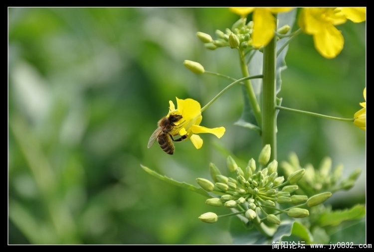 flowers (10).jpg