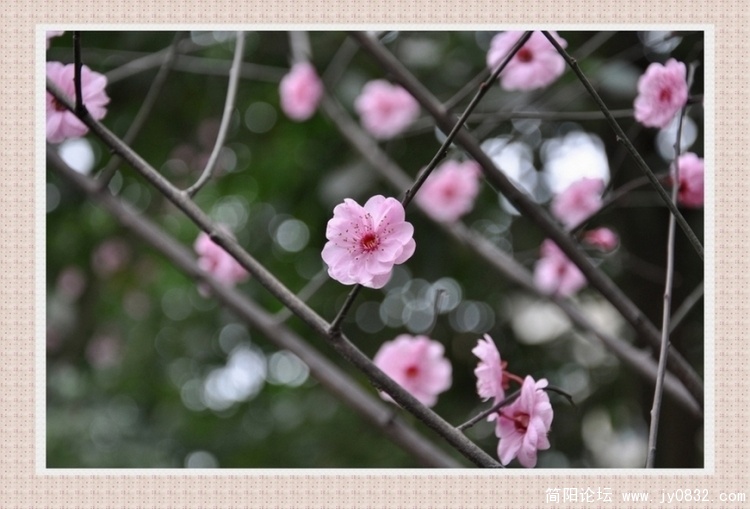 flowers (12).jpg