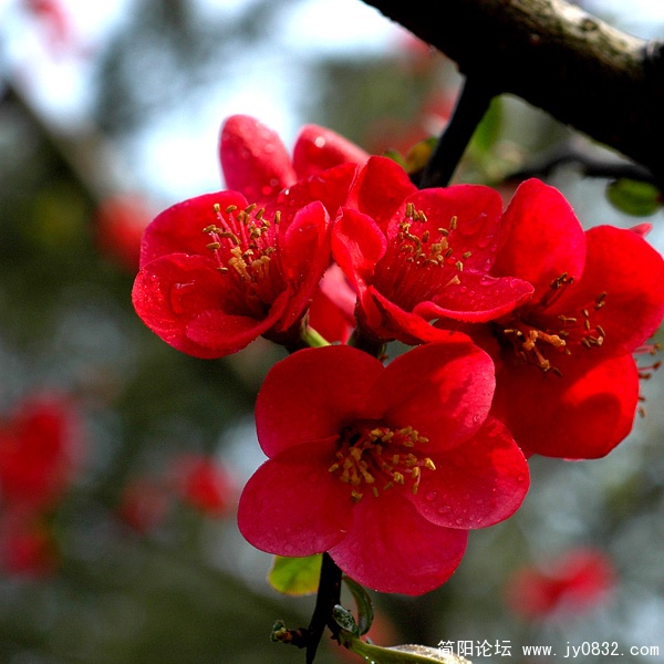 贴梗海棠 (1).jpg