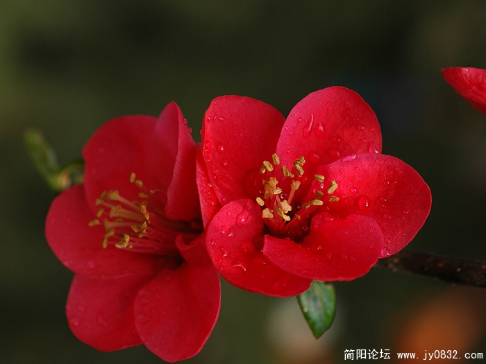 贴梗海棠 (3).jpg
