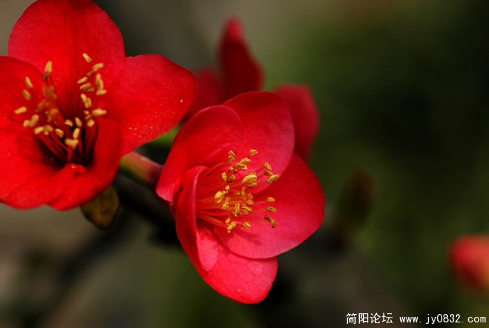 贴梗海棠 (7).jpg