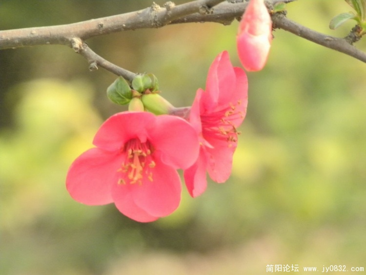 海棠花1.jpg