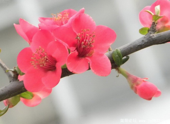 海棠花2.jpg