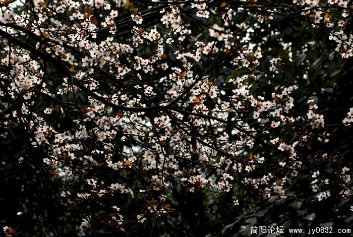 千树万树梨花开.jpg