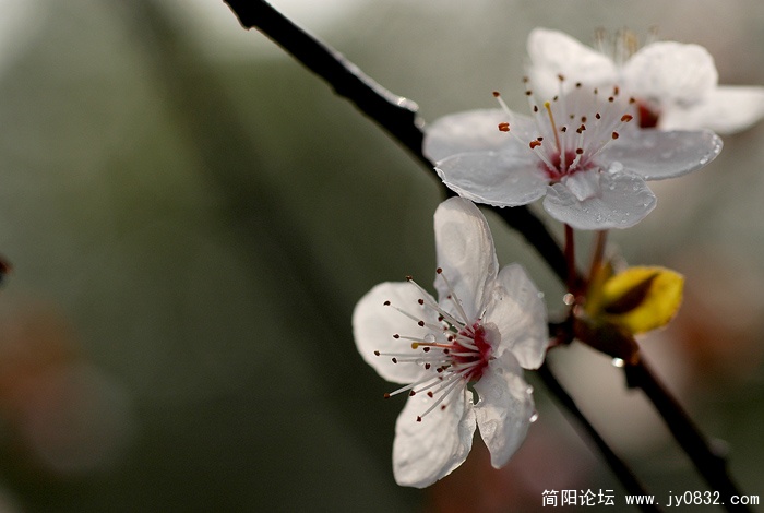 千树万树梨花开 (1).jpg