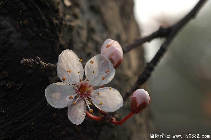 千树万树梨花开 (2).jpg