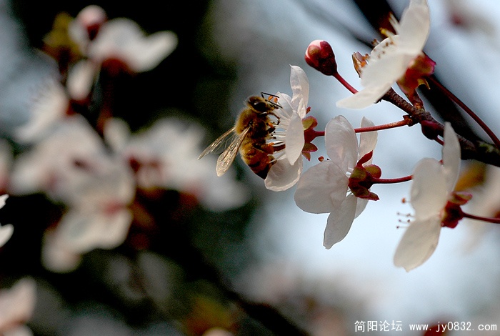 千树万树梨花开 (3).jpg