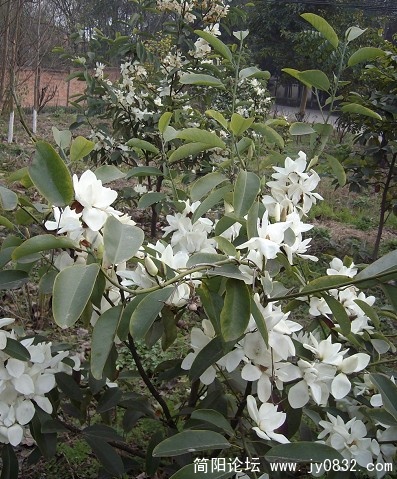 SANY2227.JPG