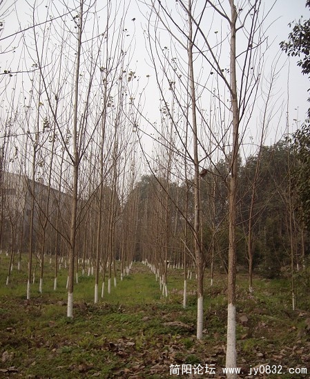 SANY2242.JPG