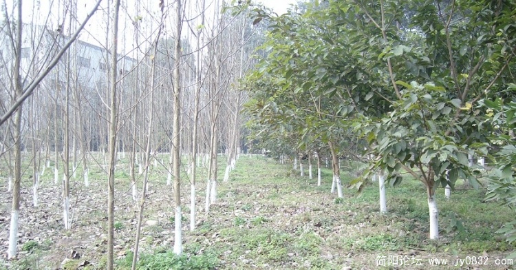 SANY2243.JPG
