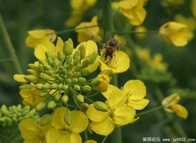 春暖花开.jpg