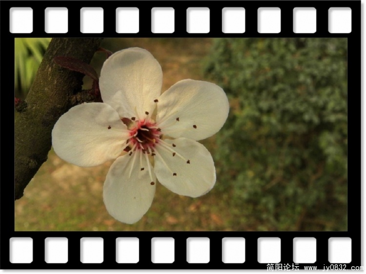 红叶李花7a.jpg