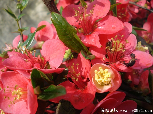 DSC00078.jpg
