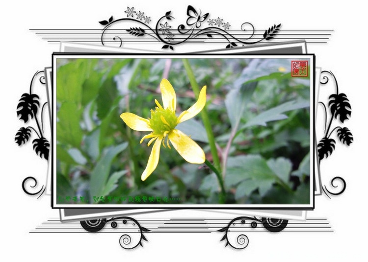 花开的声音.jpg
