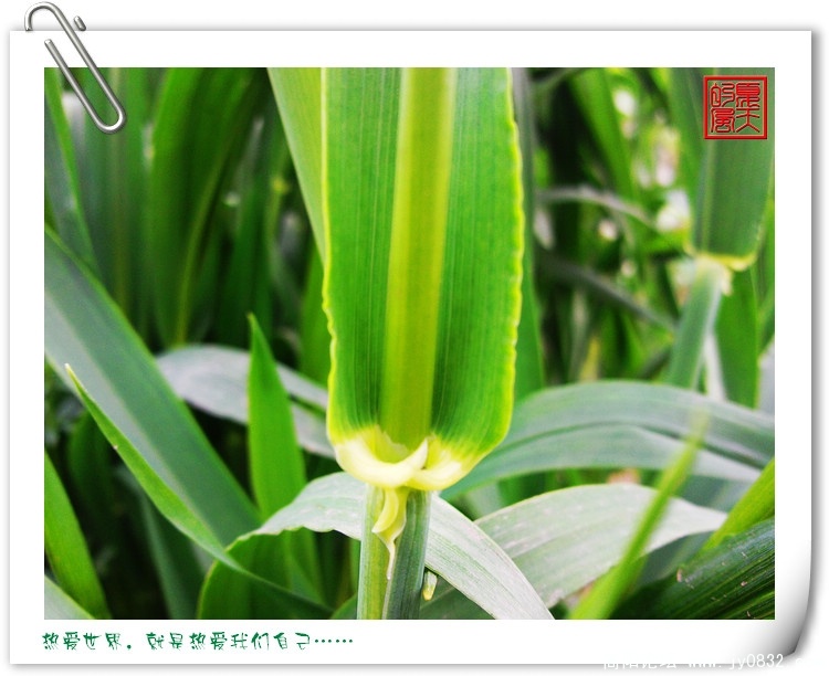 坚守的麦苗.jpg