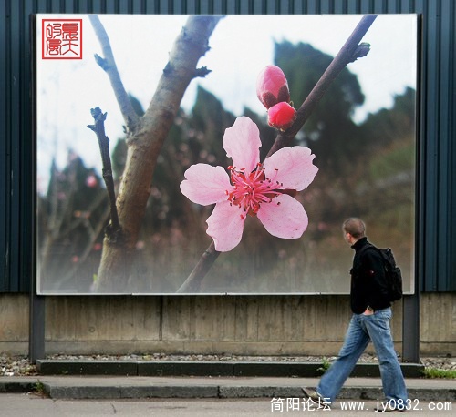 桃花依旧故人来.jpg