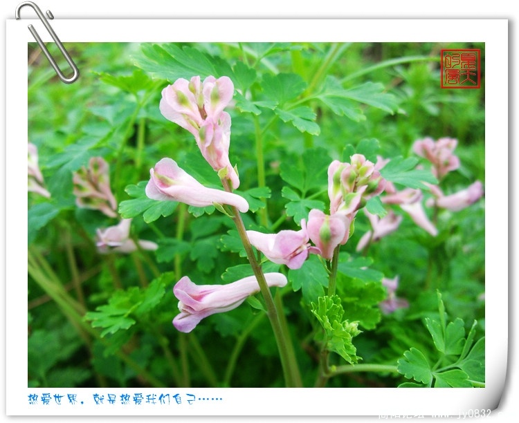 酸浆草，小紫花4.jpg