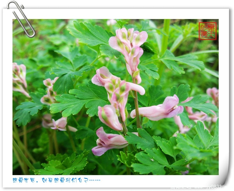 酸浆草，小紫花3.jpg
