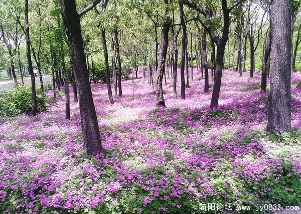 shuanjicao0.jpg
