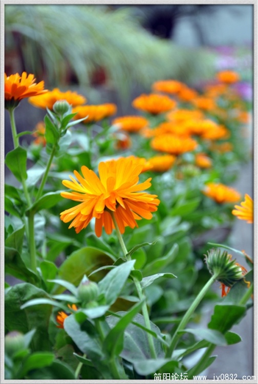 DSC_0717s2.jpg