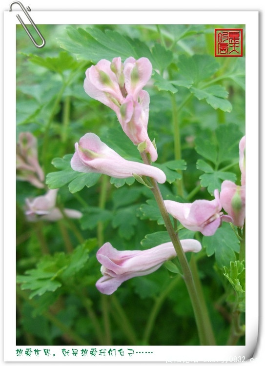紫堇草，酸浆草，紫红花.jpg