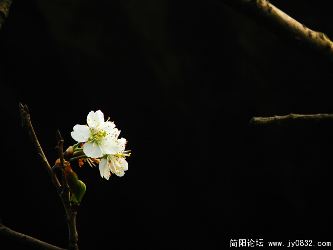 DSCN3763.jpg