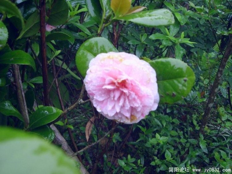 SL701968.jpg