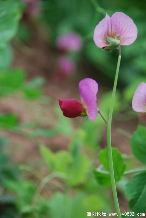 豌豆花