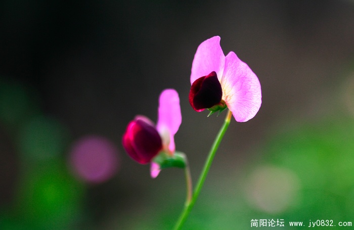 豌豆花02.jpg
