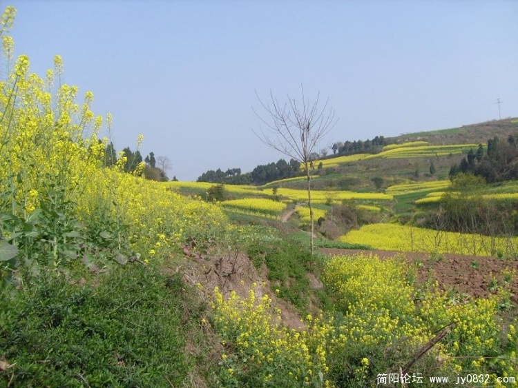 山坡坡
