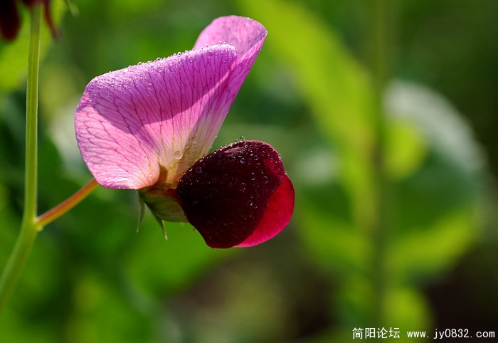 DSC_3684副本.jpg