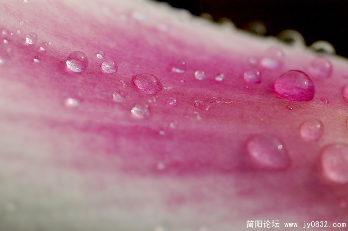 细品玉兰3740副本 (2).jpg