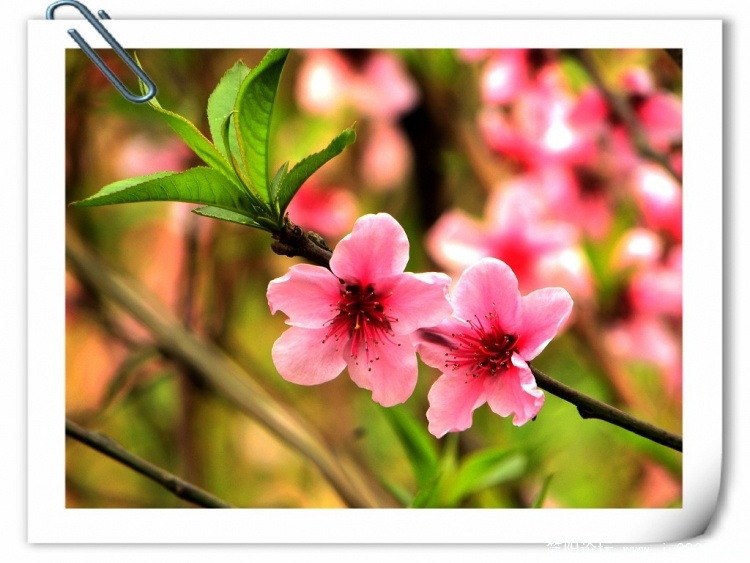 桃花2.jpg