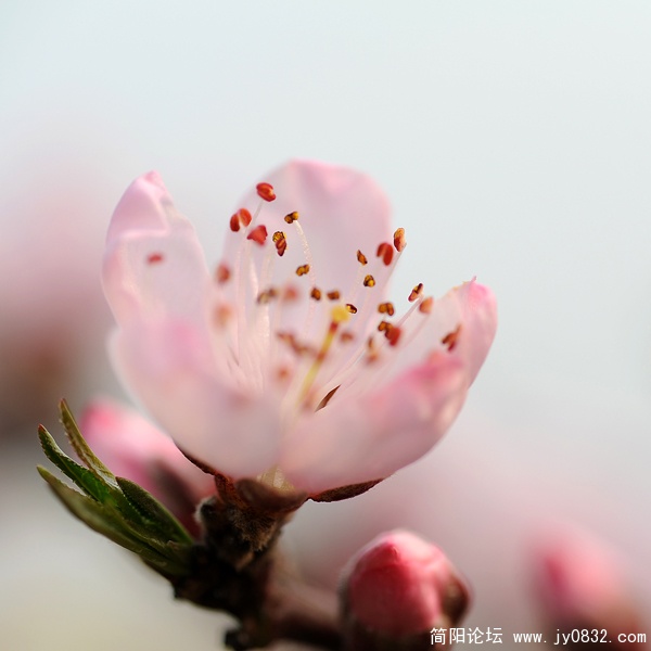 桃花00.jpg