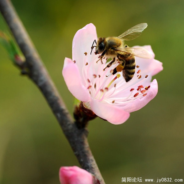 桃花01.jpg
