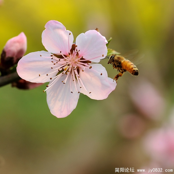 桃花03.jpg