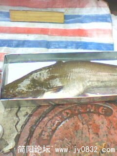 IMG0037A.jpg