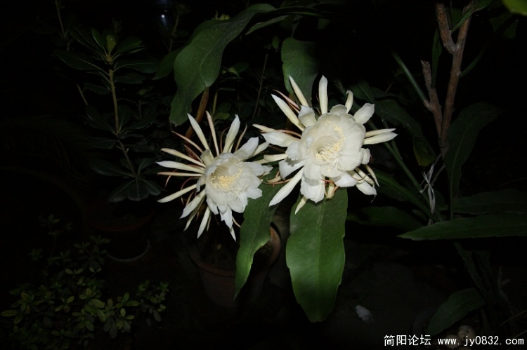 DSC04105.jpg