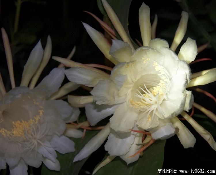 DSC040764.jpg