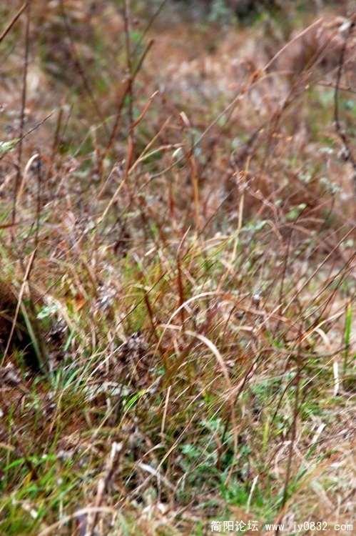 DSC_8422.JPG