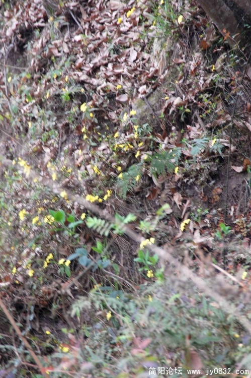 DSC_8423.JPG