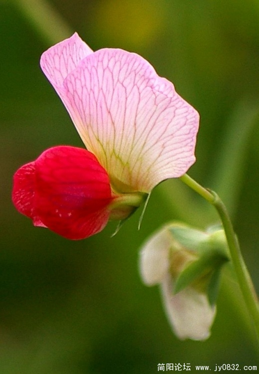 IMGP5350.JPG