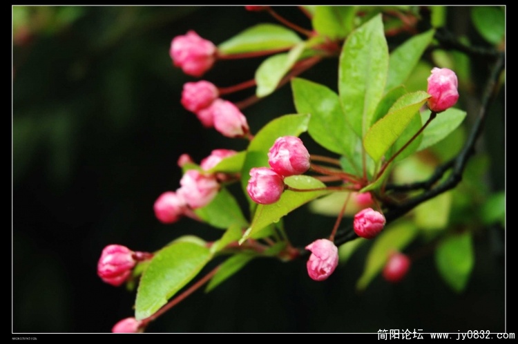DSC_6264.JPG